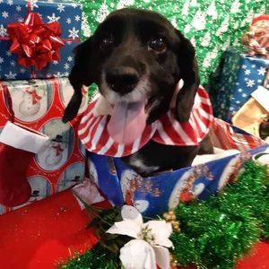 Meet your Posher, Krista